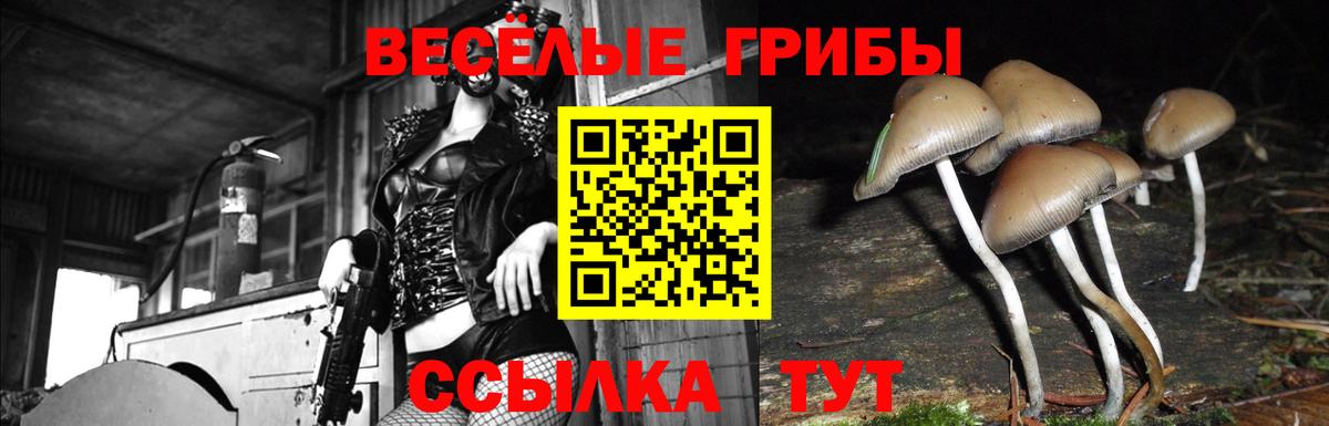 Медногорск  сколько стоит  Вход с VPN  Псилоцибиновые грибы Psilocybe 